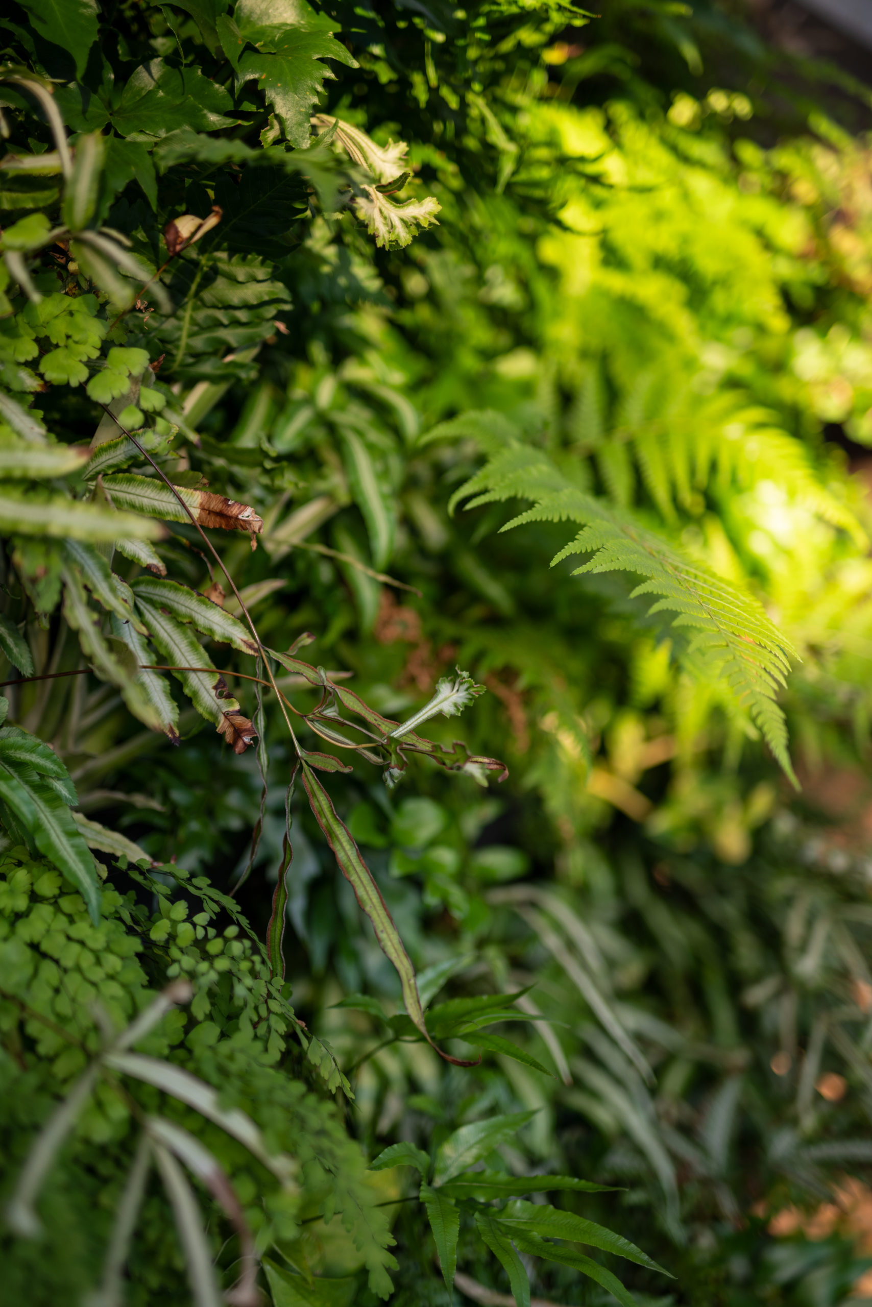 vertical-greenwall-banner vertical-greenwall-banner