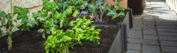 Grow your own vegetables with a Raised Garden Bed