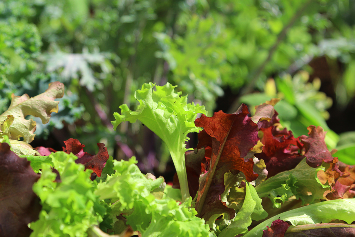 raisedgardenbedlettuce Holman Industries