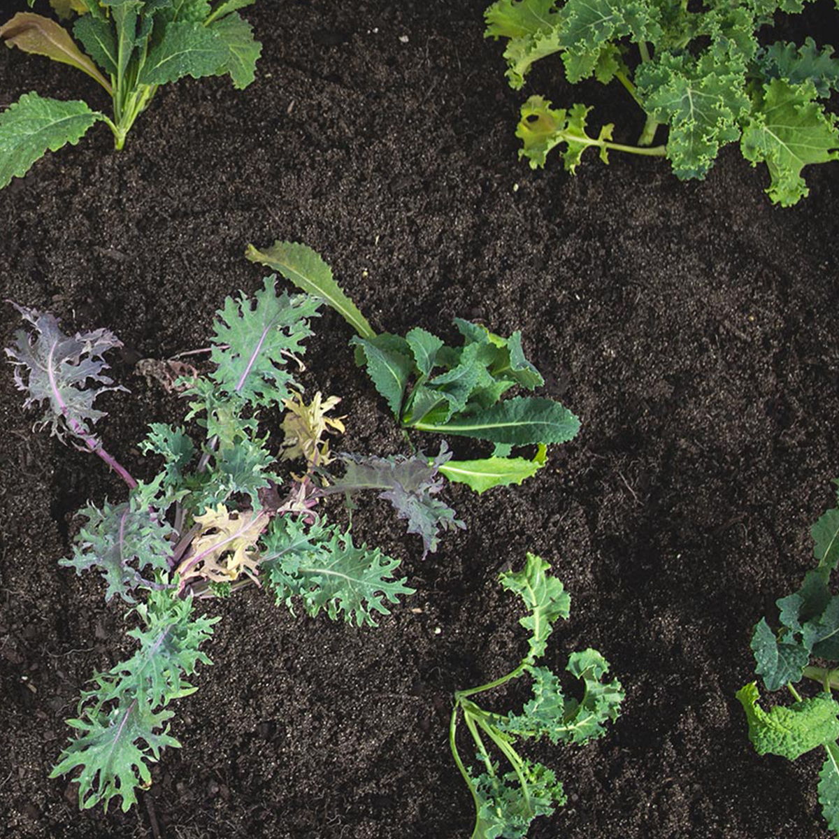 HOLMAN-Raised-Garden-Bed_Step_5_1