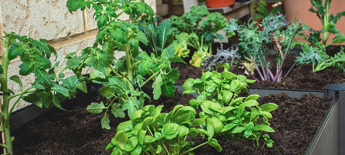 HOLMAN-Raised-Garden-Bed_Tips_1