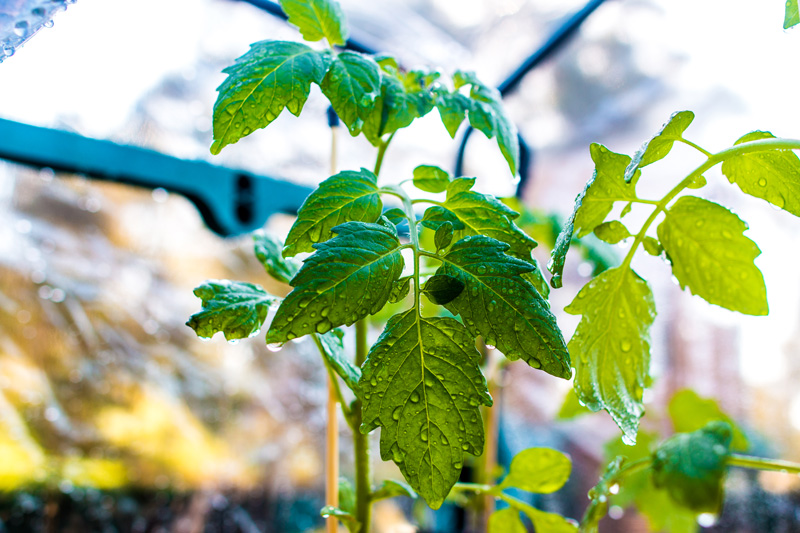 Greenhouses - Misting Kit