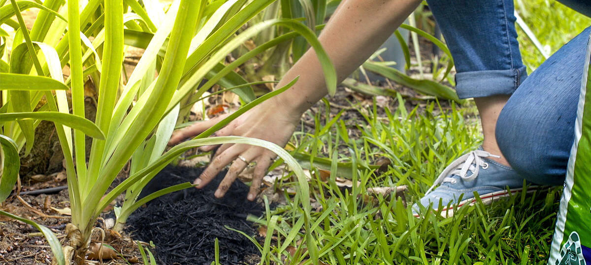 Mulch