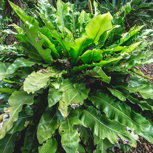 Birds Nest Fern