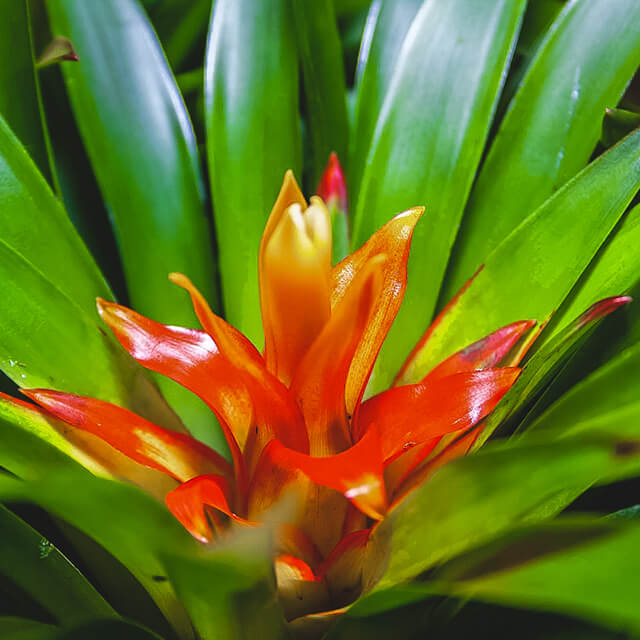 Bromeliad