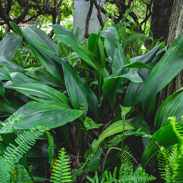 Aspidistra