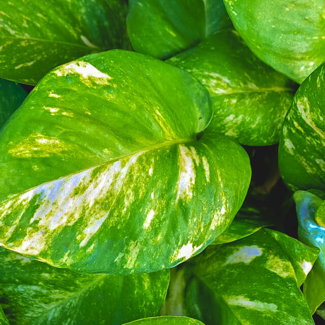 Devil’s Ivy