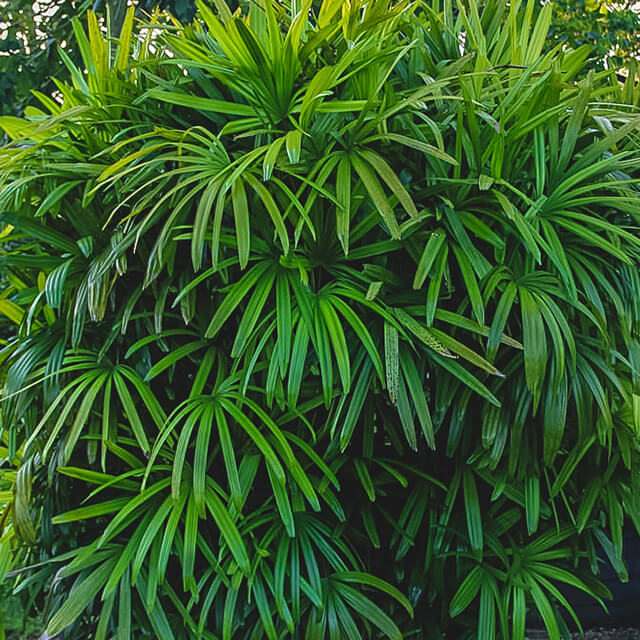 Rhapis Palm