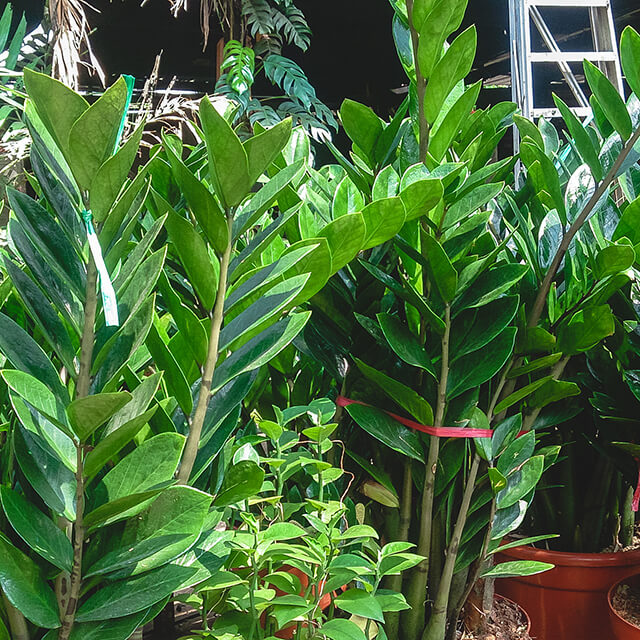 ZZ Plant