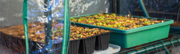 Propagating from Seed in a Greenhouse