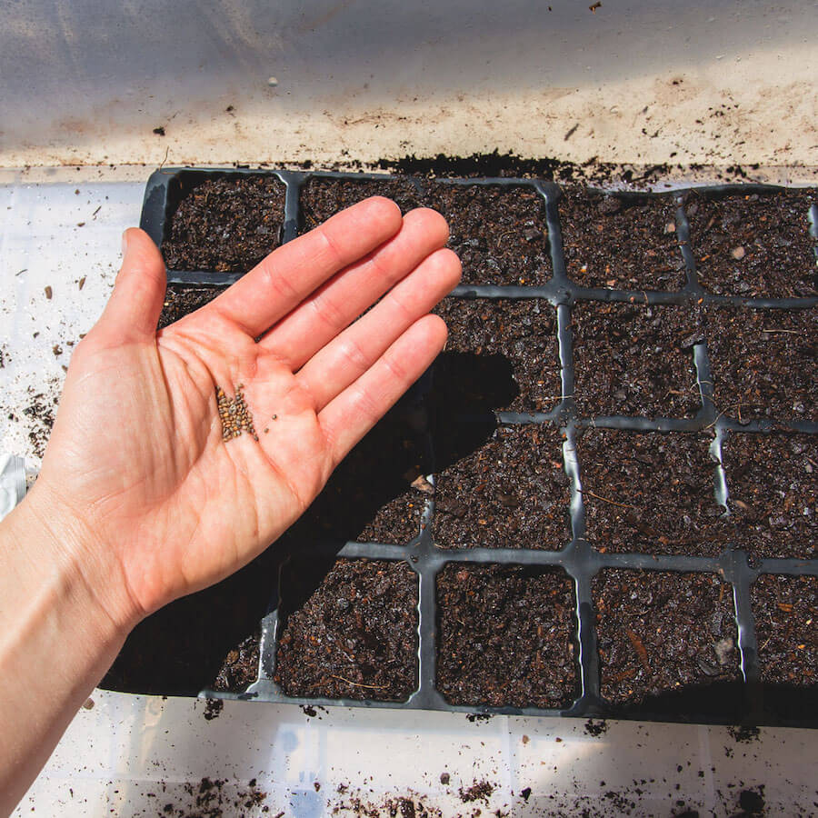 greenhouse-seed-sow-2 greenhouse-seed-sow-2