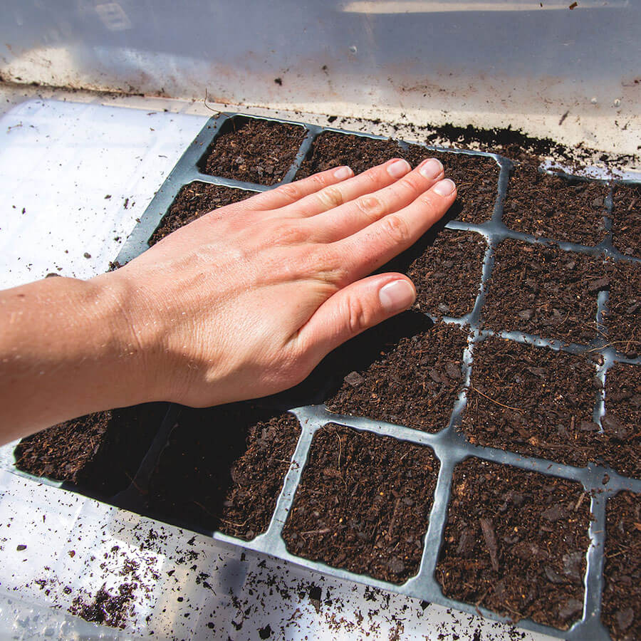 greenhouse-seed-sow-3