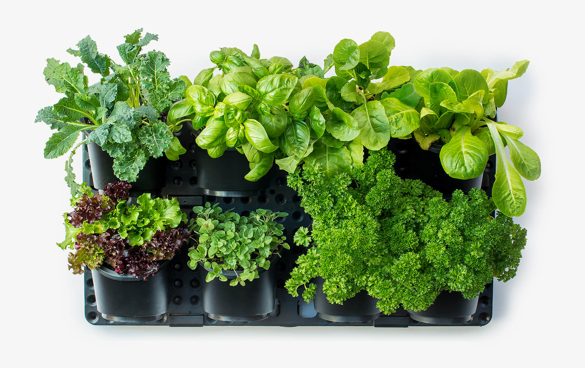 GreenWall™ Vertical Planting Kit