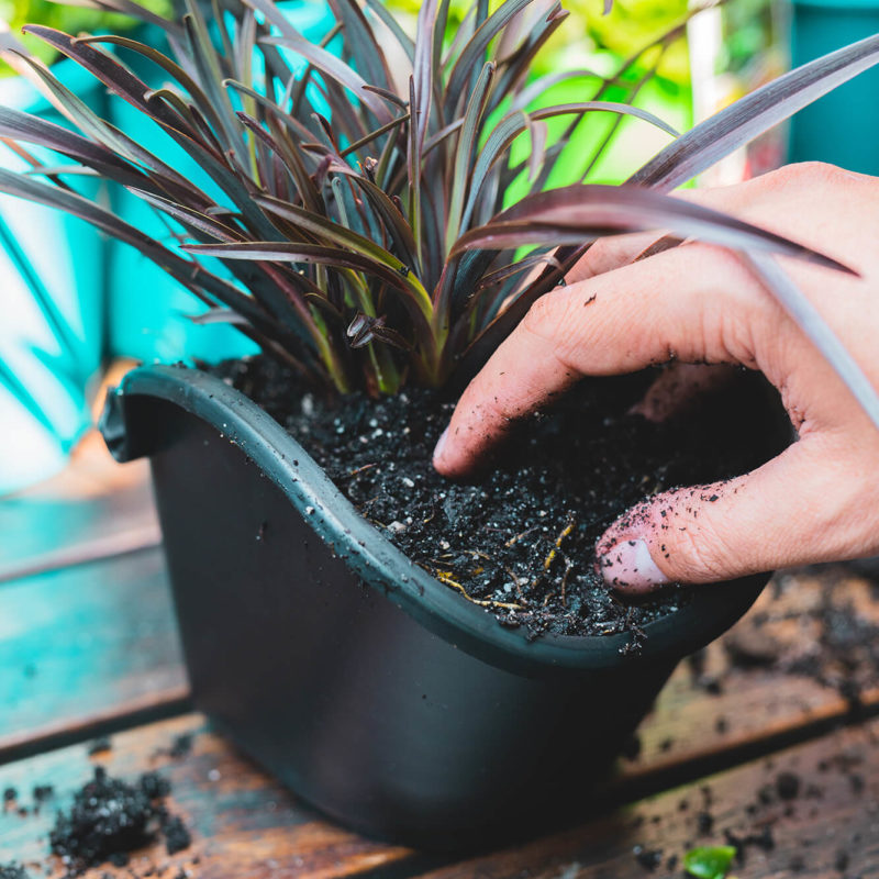 Planting Your Greenery