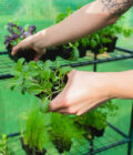 GH1001-walk-in-greenhouse-7