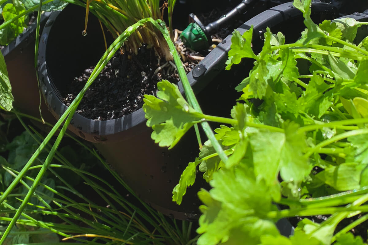 connect-a-pot-dripper
