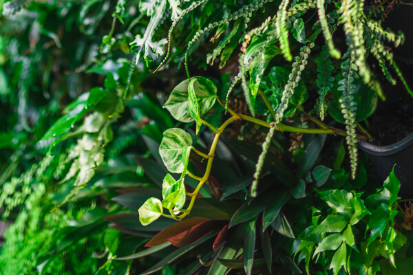 connect-a-pot-plants