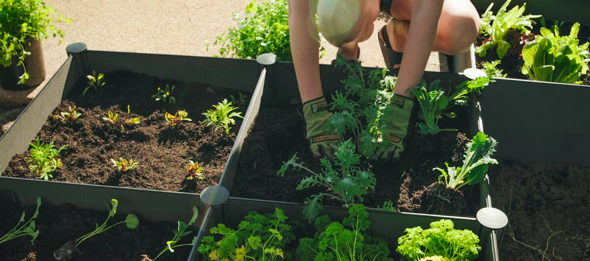 Planting in your Raised Garden Bed