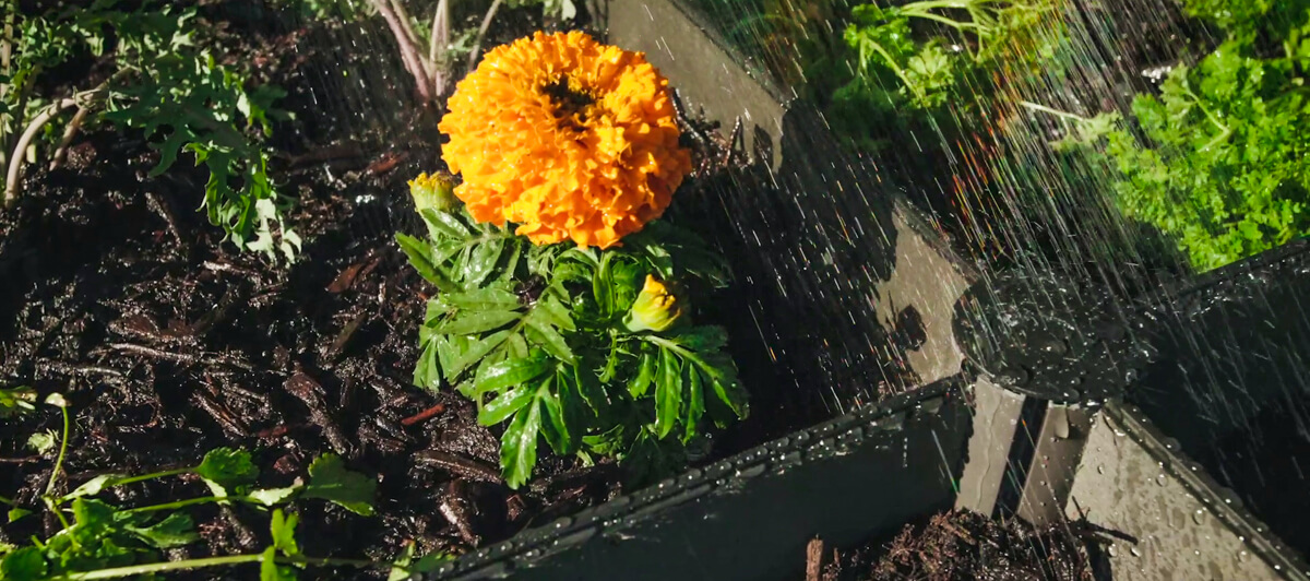 Watering your new plants