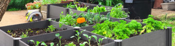 How to start a vegetable garden with raised garden beds