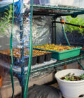 Greenhouses - 4 Tier Greenhouse