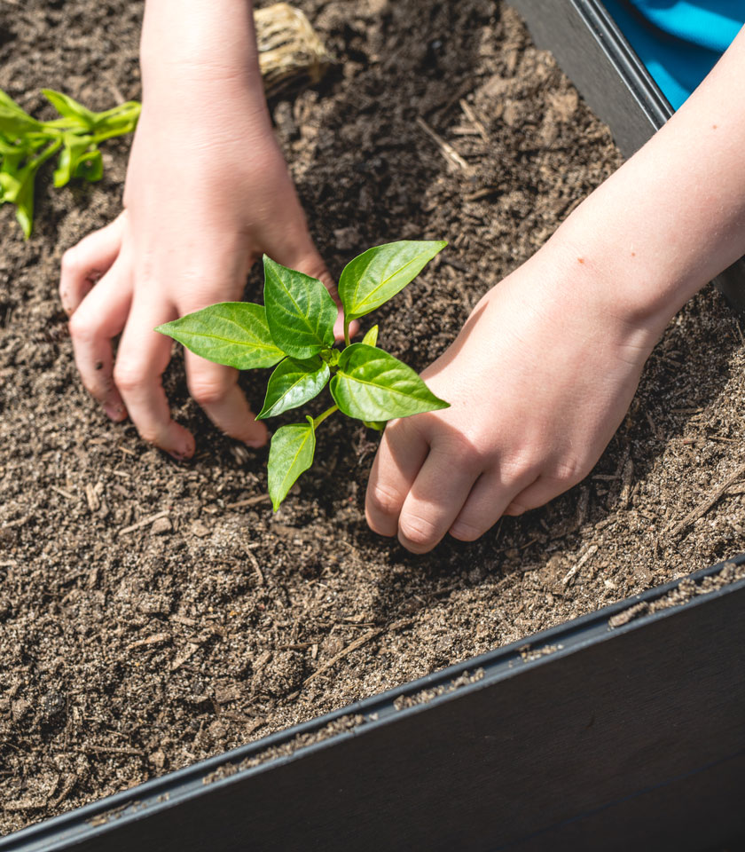 Raised Garden Beds Grow Your Own Vegetables Holman Industries