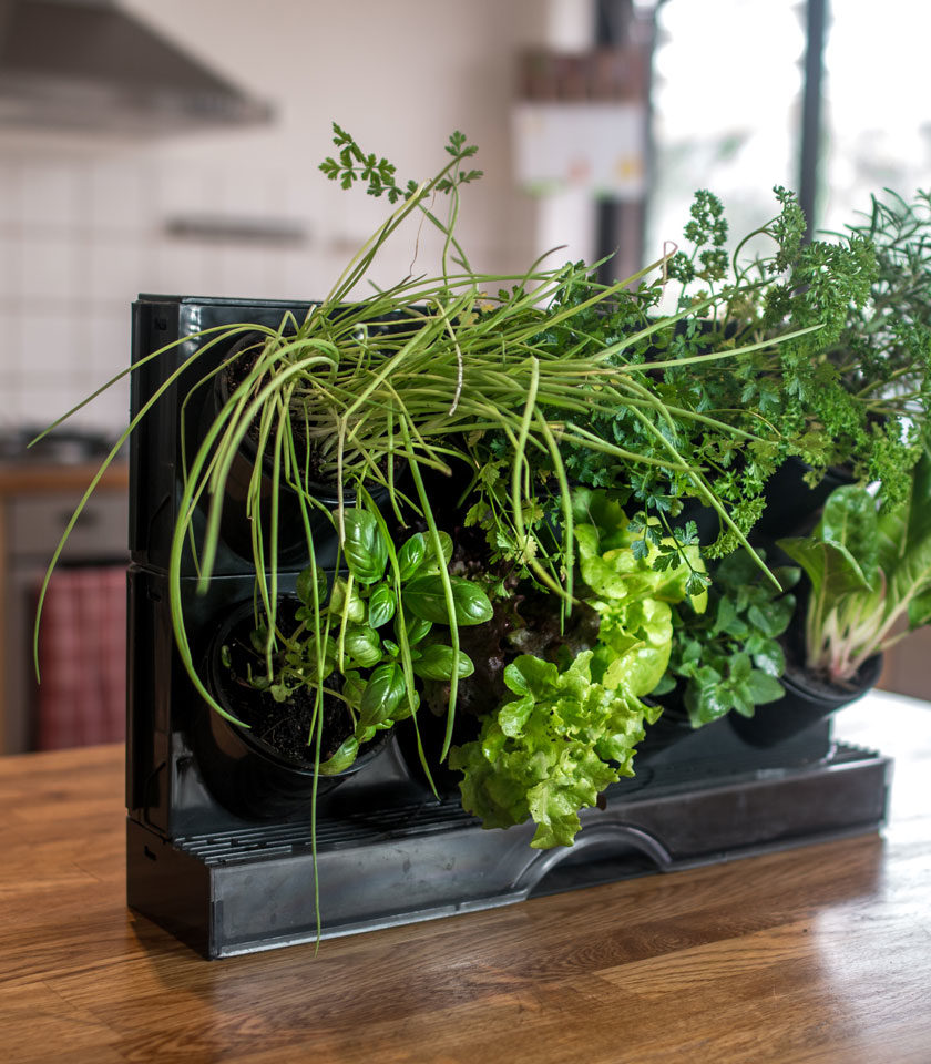 Holman Freestanding Benchtop GreenWall Holman Freestanding Benchtop GreenWall