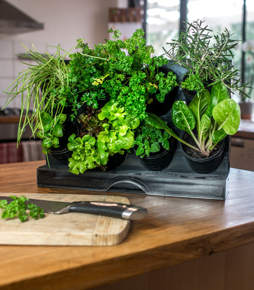 Holman Freestanding Benchtop GreenWall Holman Freestanding Benchtop GreenWall