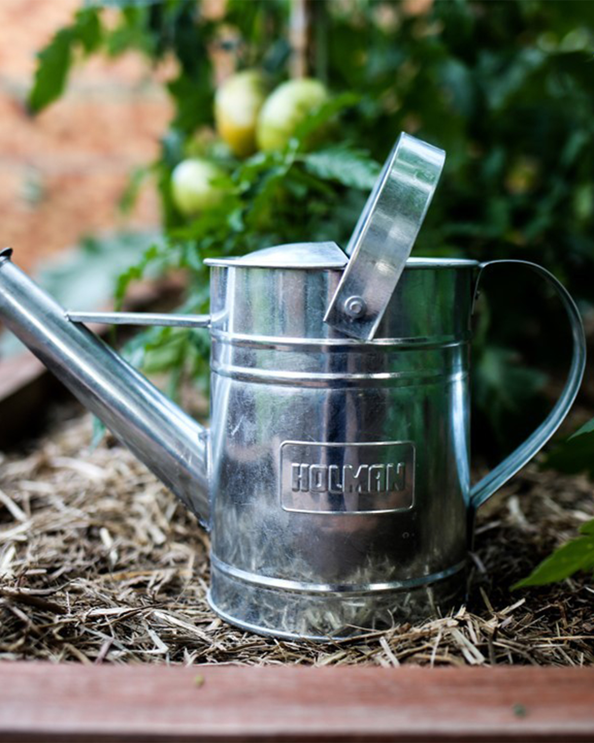 Galvanised watering can plotaustralia 2