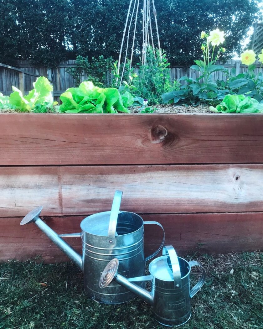 1.8L Galvanised Watering Can Holman Industries