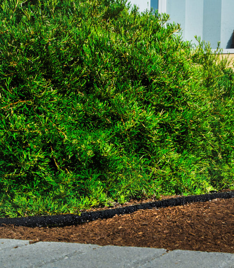 Holman 30m Dripping Hose