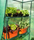Greenhouses - Walk-in Greenhouse Kit