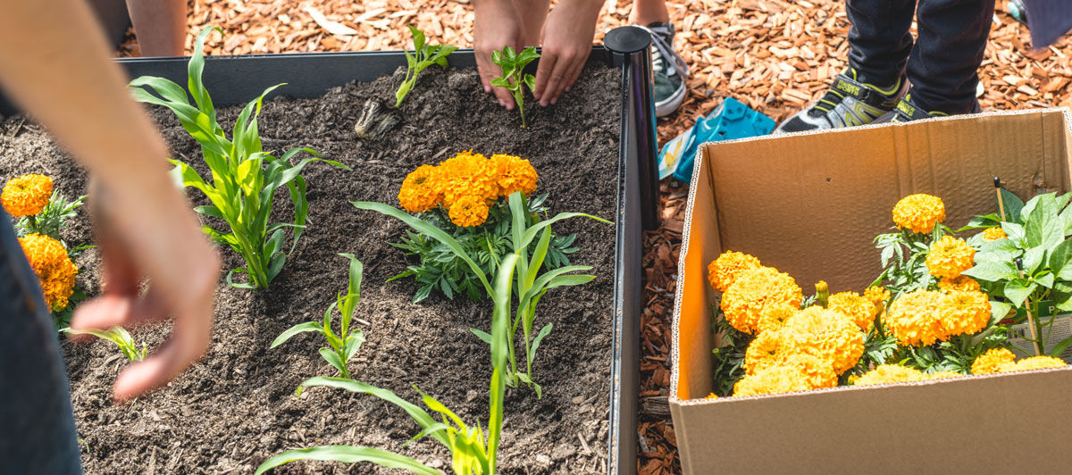 Kids Gardening Projects - Plant Choice