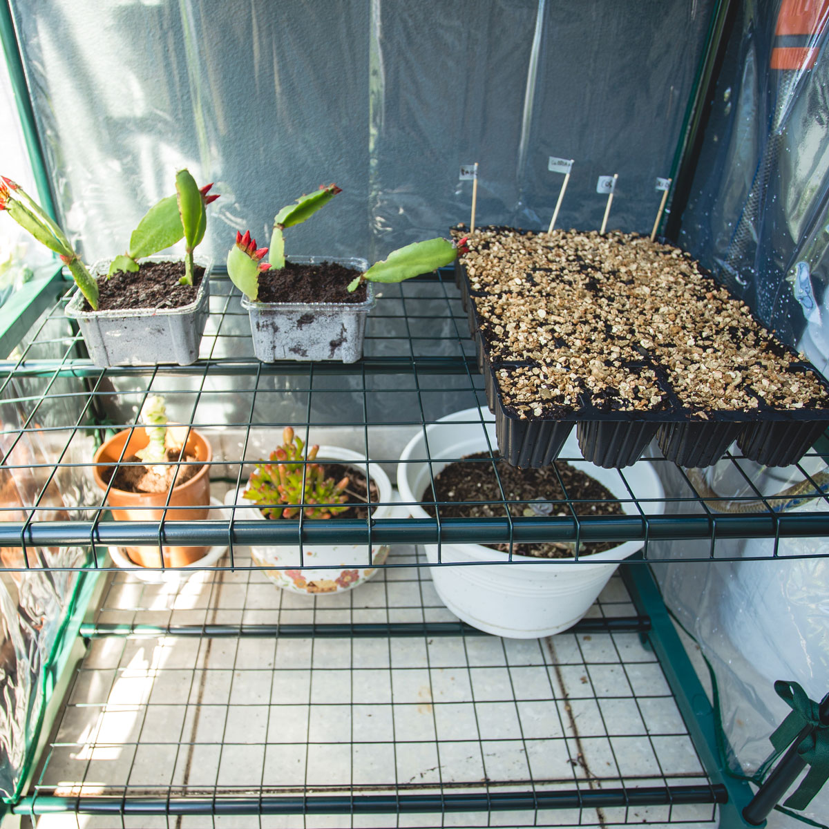 Kids Gardening Projects - Greenhouse