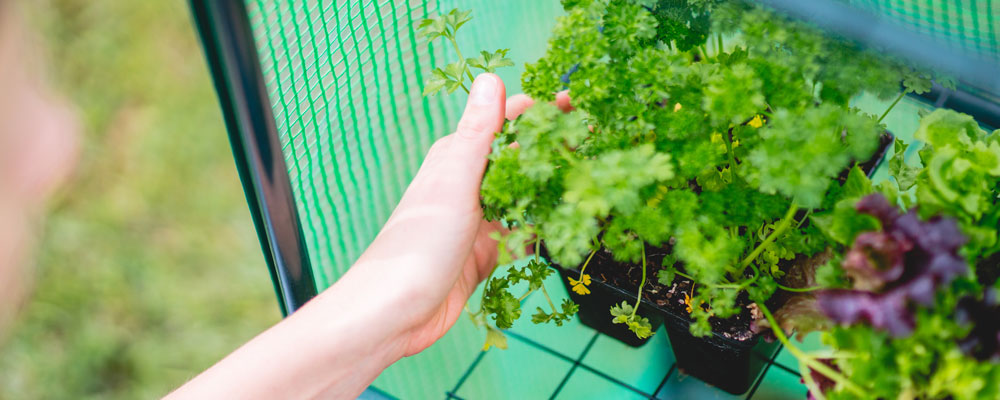 how to grow seeds blog how to grow seeds blog