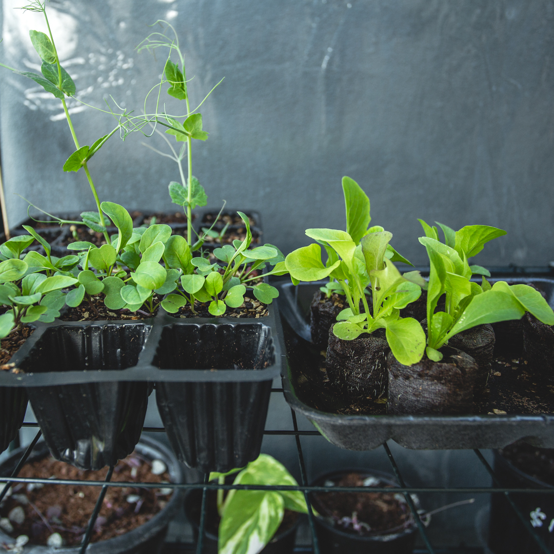 how to grow seeds blog how to grow seeds blog