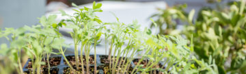 How to grow seeds in a Greenhouse