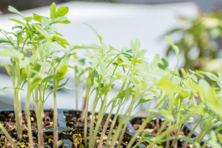 how-to-propagate-seeds-blog-header