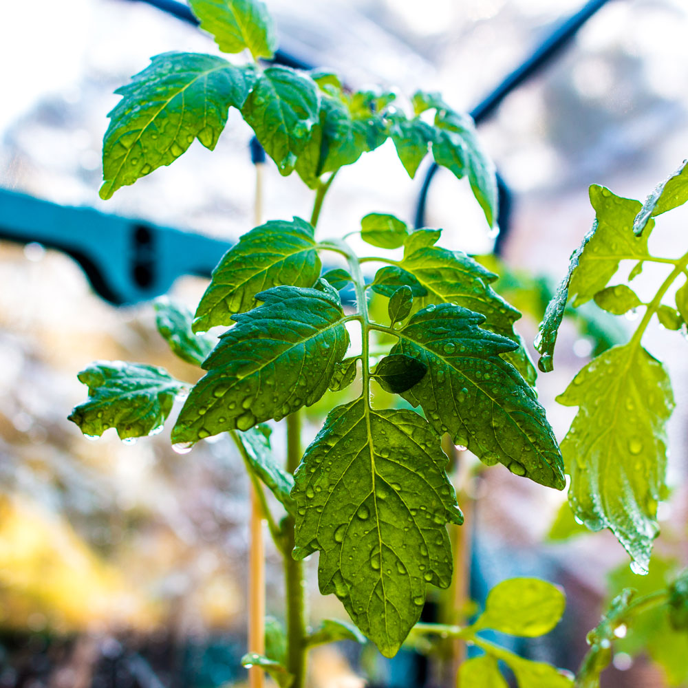 watering your seed trays