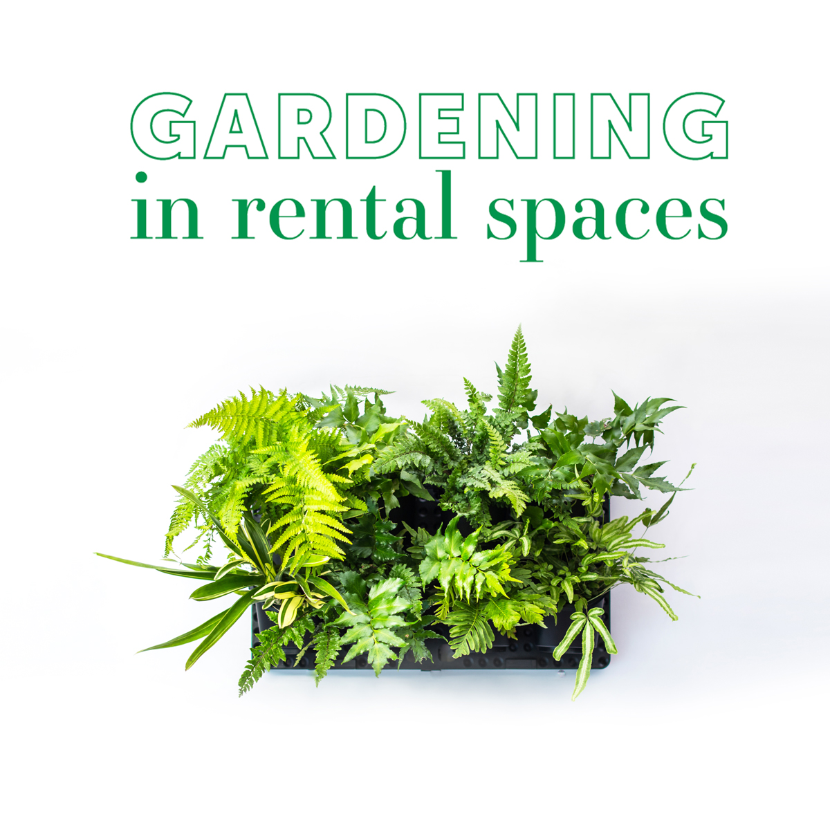 tips-for-gardening-in-rental-spaces-image-3