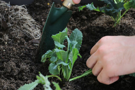 6 ways to prepare your garden for winter header