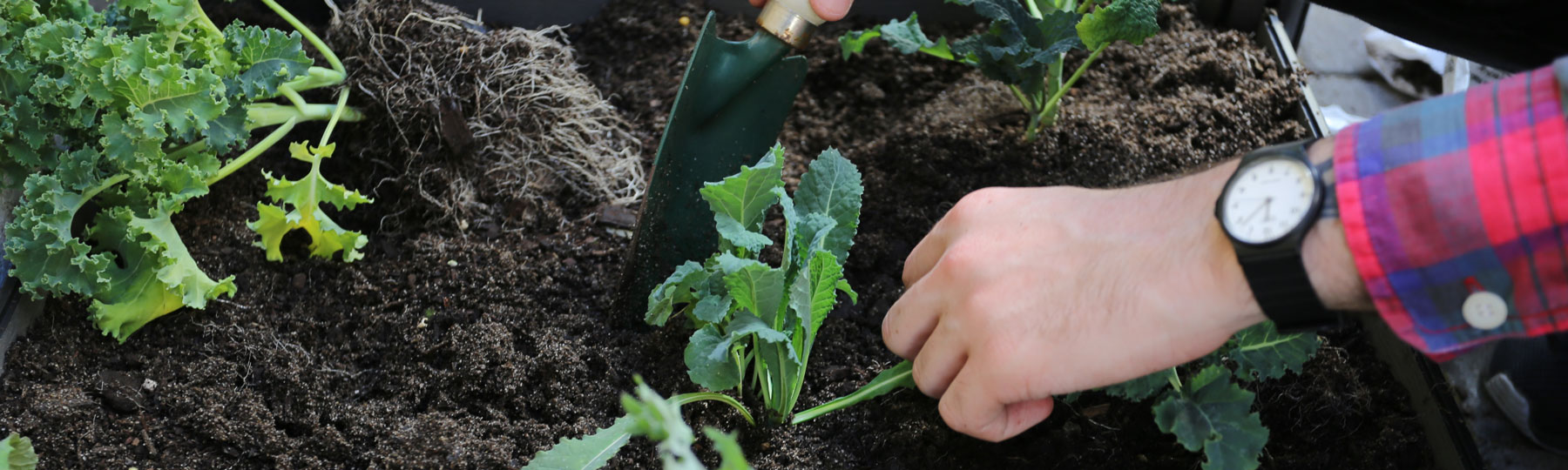 6 ways to prepare your garden for winter header