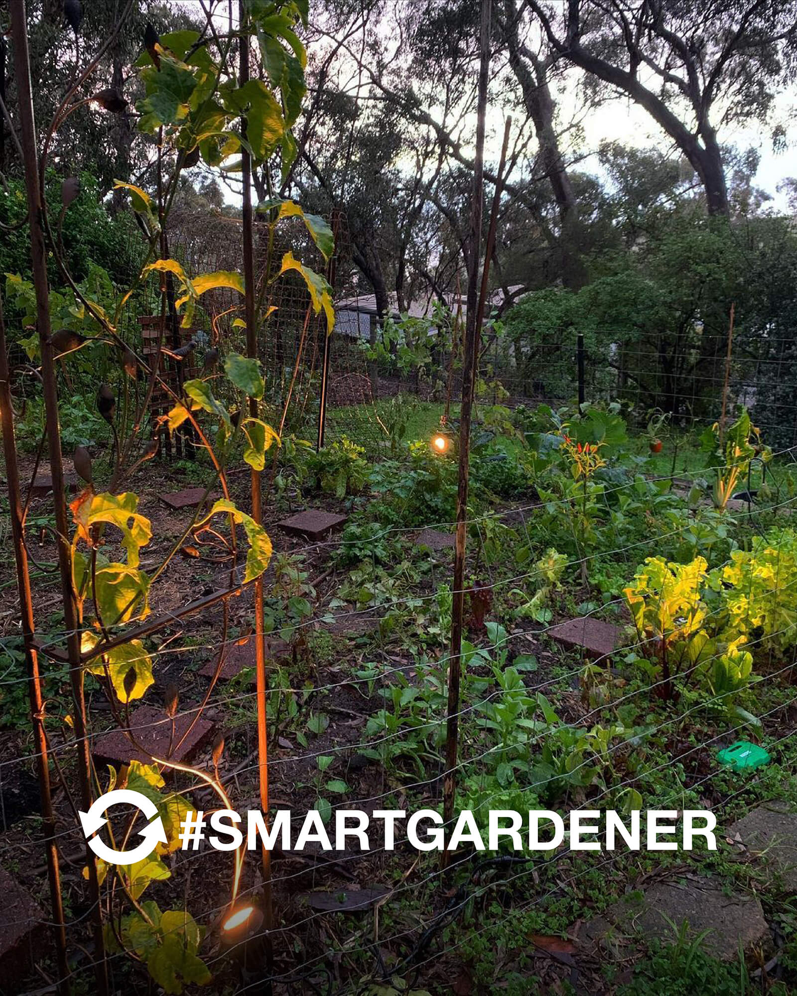 SMARTGARDENER Posts - charlies.patch2