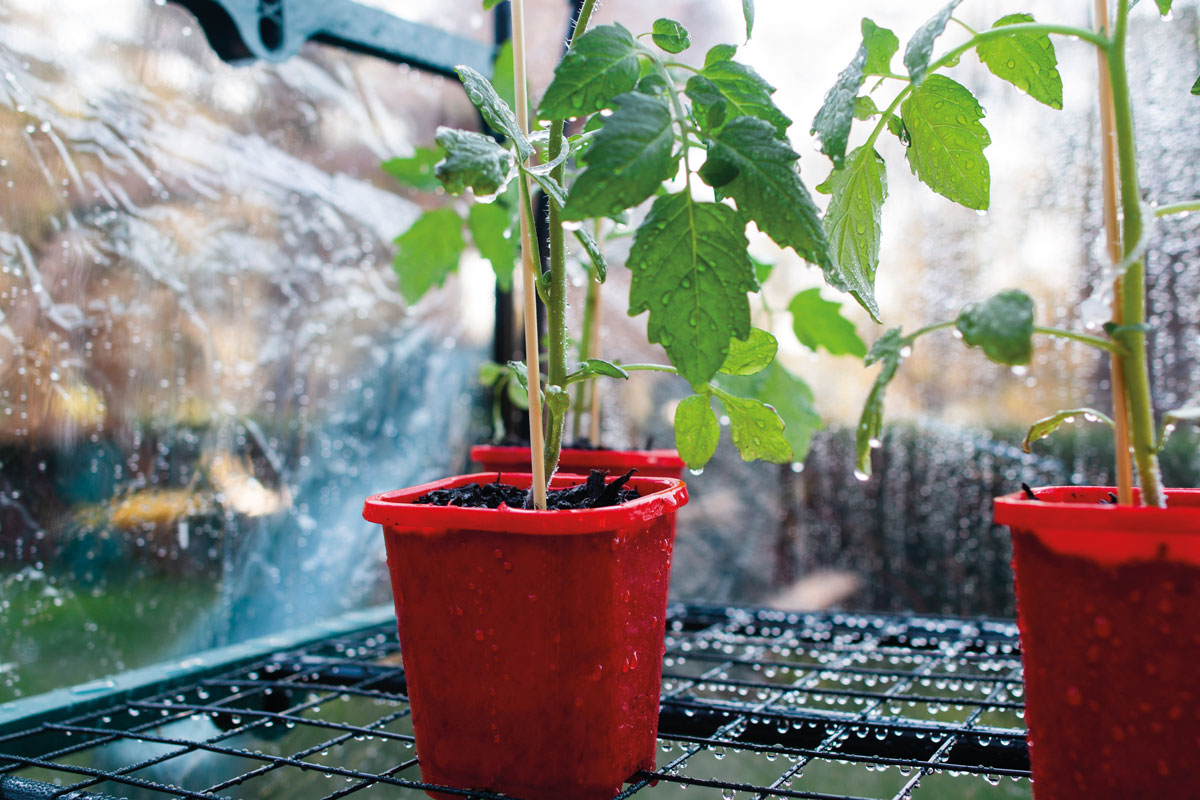 garden for winter - growing seeds garden for winter - growing seeds