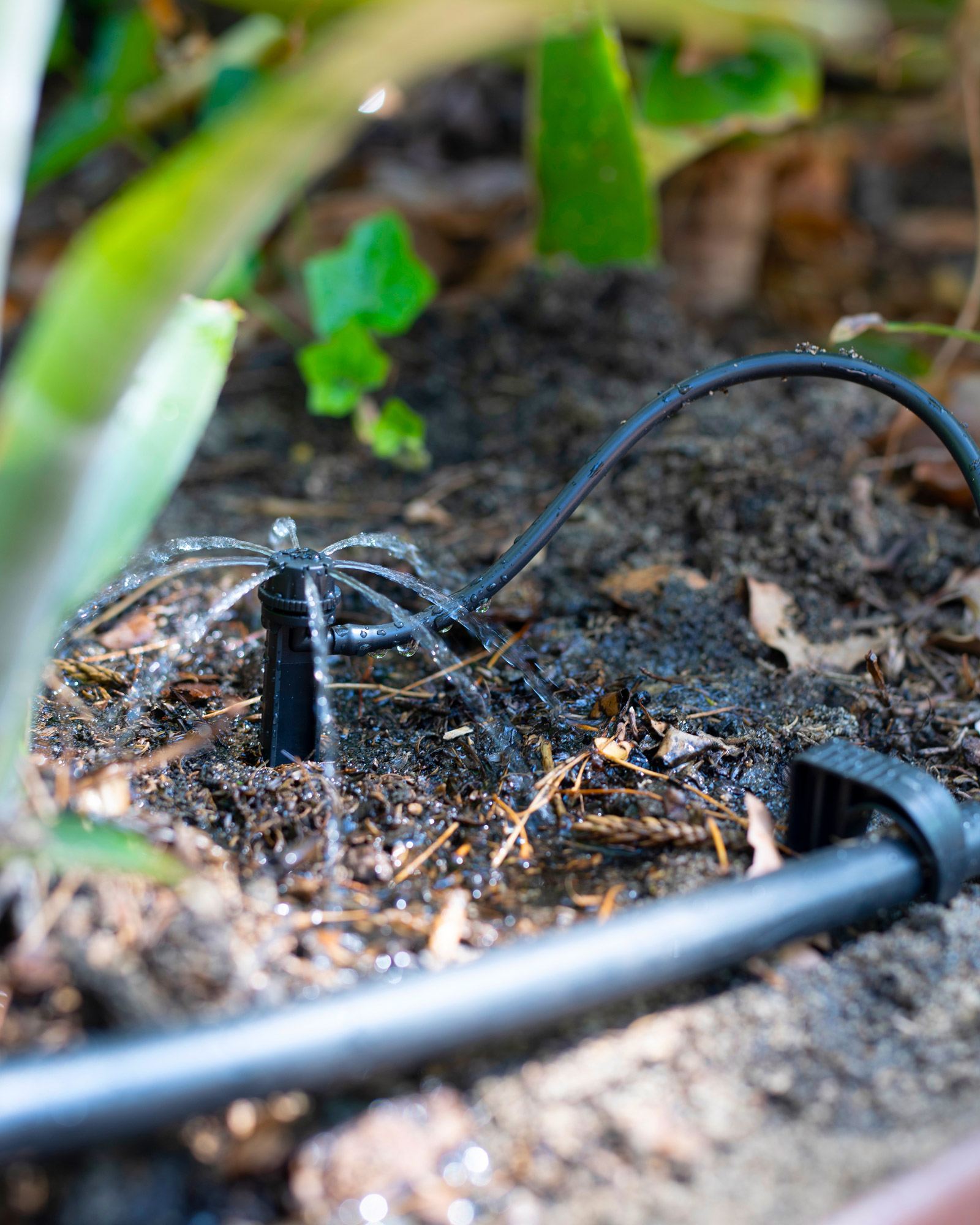 DIY JULY - setting up micro irrigation 3