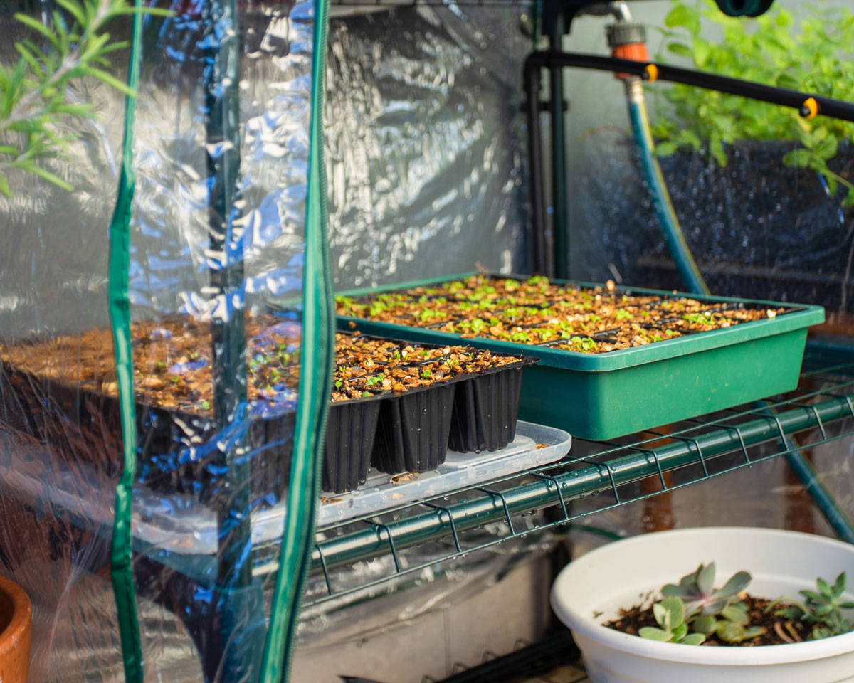 growing from seeds - greenhouse