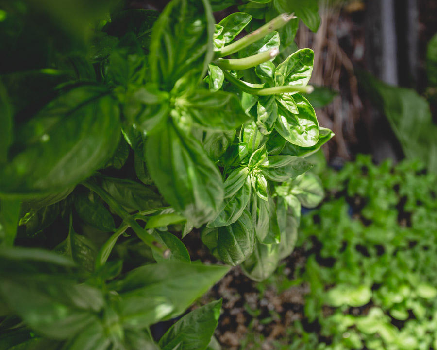 spring planting - basil spring planting - basil