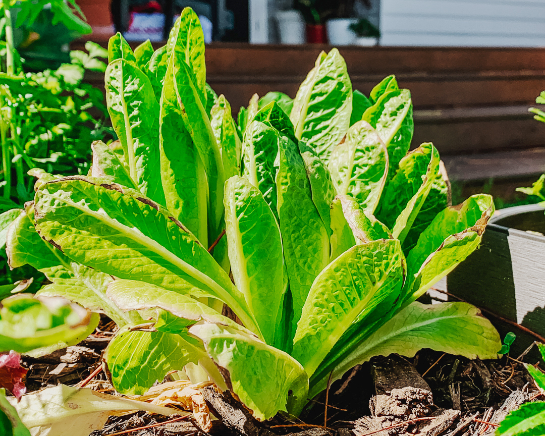 spring planting - lettuce