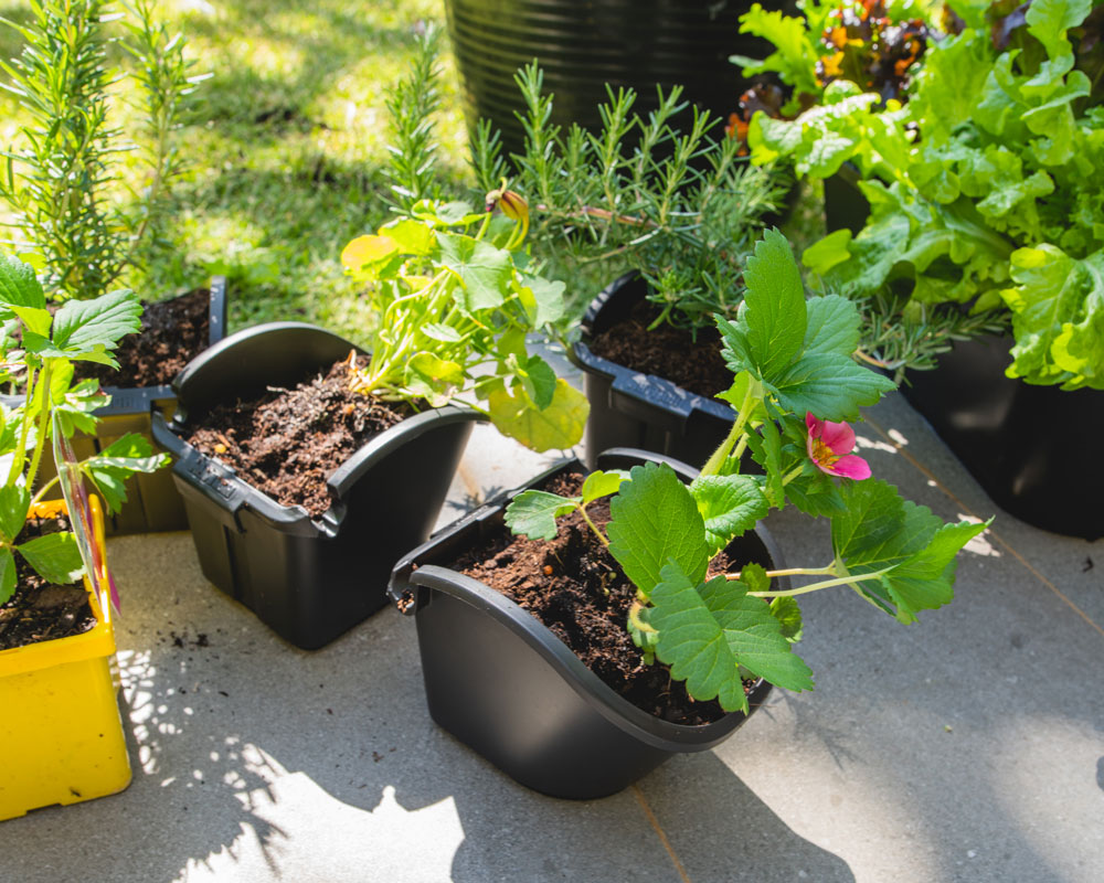 Mobile herb garden set up - step 7