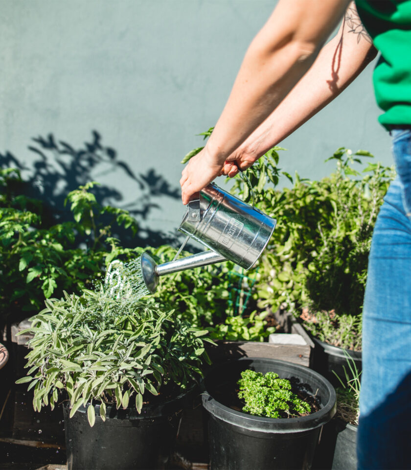 DSC03243-Galvanised-watering-can DSC03243-Galvanised-watering-can